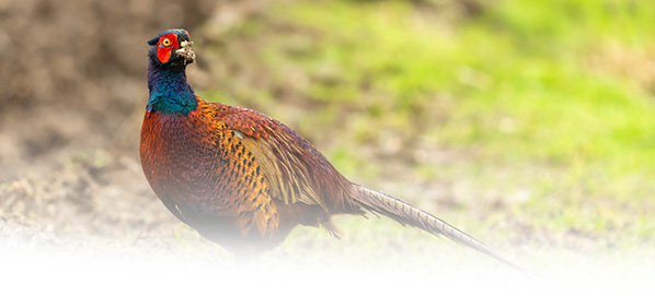 Email Header_Hubspot_Pheasant in winter crop_598x271px
